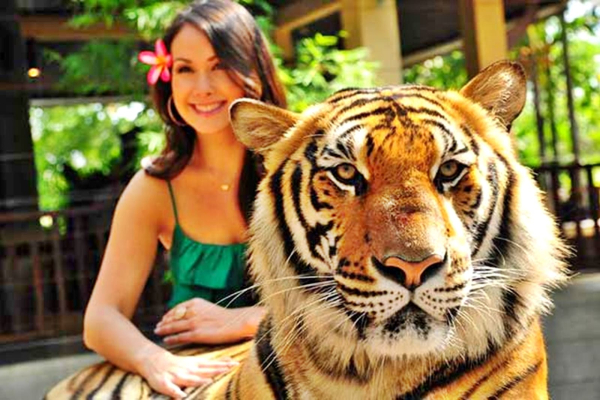 Pattaya Tiger Park Ticket